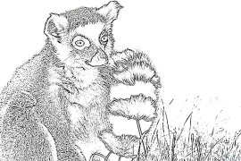 lemur Printbere Kleurplaten